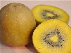 黃肉獼猴桃新品種“金什1號”